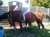 Année 2009 avec ma jument et tous les autres chevaux
