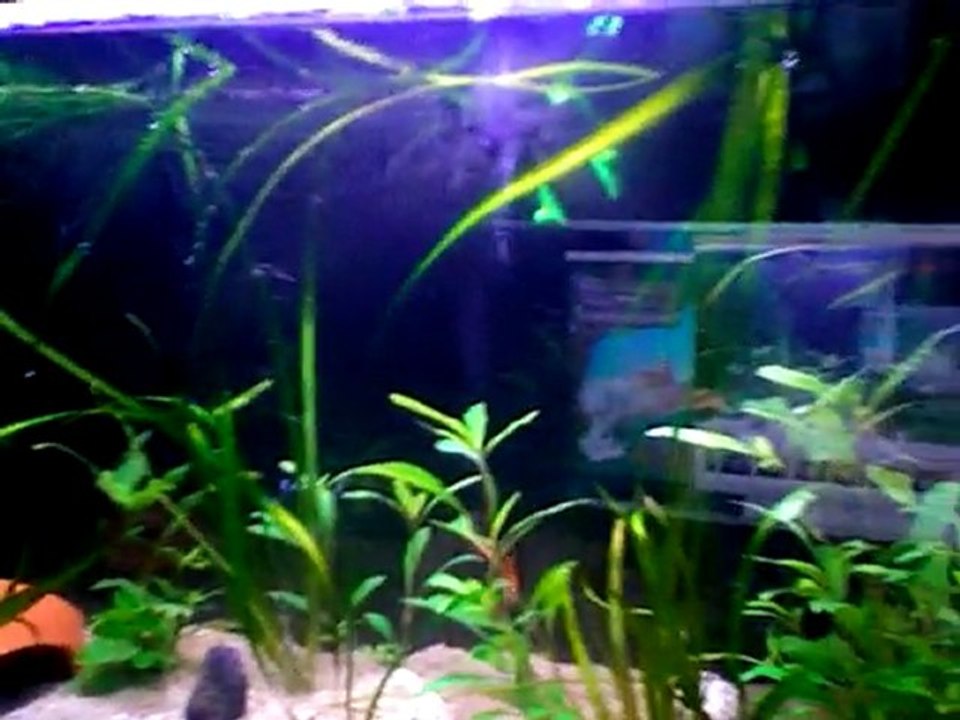 akvaryum lepistes guppy