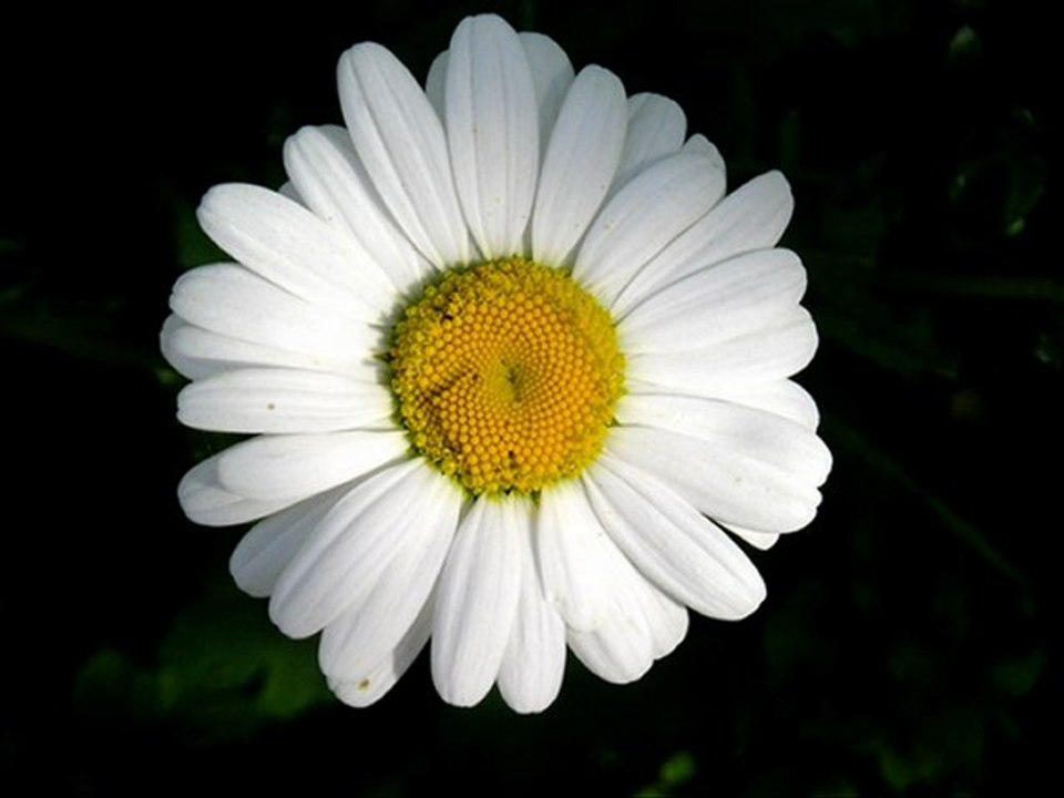 Yakup SELÇUK - İmkansızım