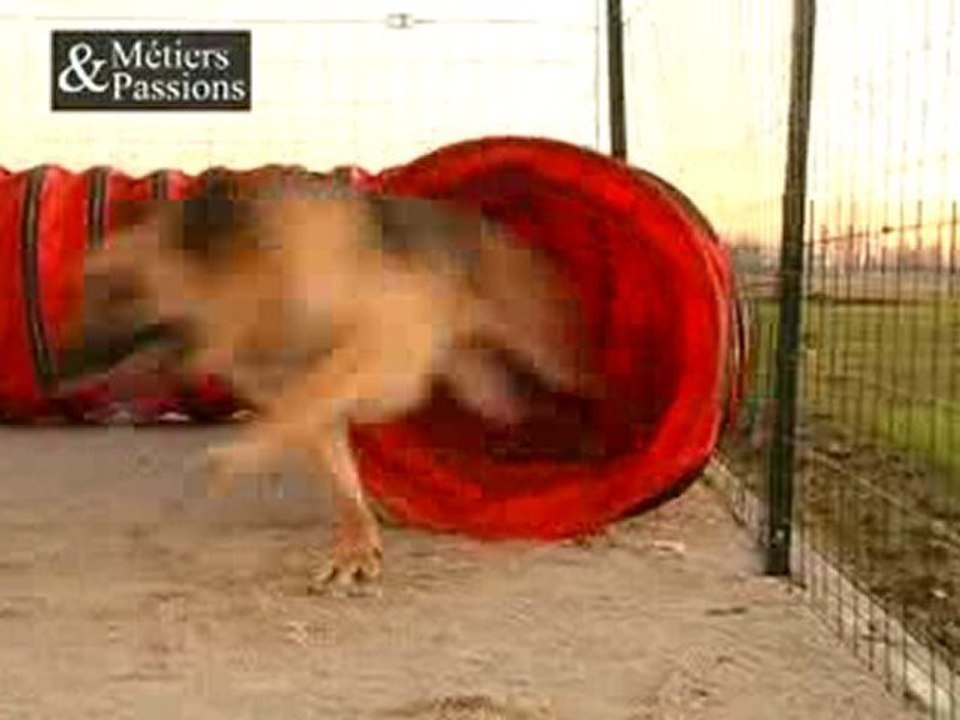 Educateur canin, education canine, dressage pour chien