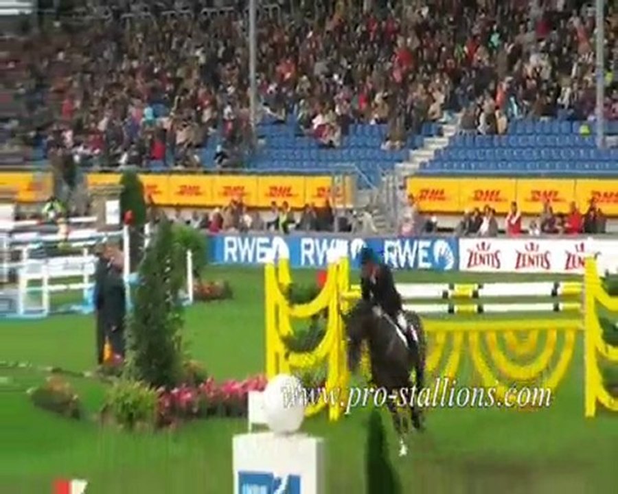 chevaux de Selle Français