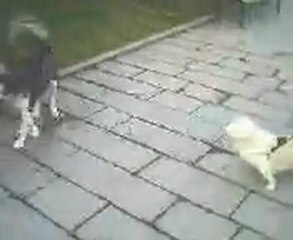 sibirYa Kurdu Ve Süs Köpeğİ KarşıLaşırsA