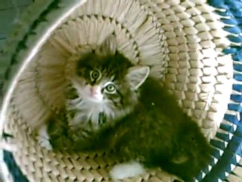 Chatons Norvégiens : Bagarre  Enzo Ekhi et Panier pour Elaï