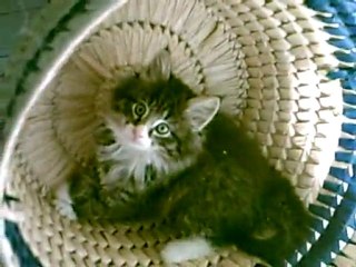 Chatons Norvégiens : Bagarre  Enzo Ekhi et Panier pour Elaï