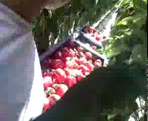 biber bahcesi hollanda no2