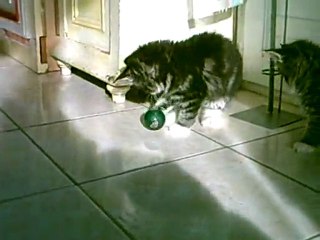 Chatons Norvégiens jouant à la balle