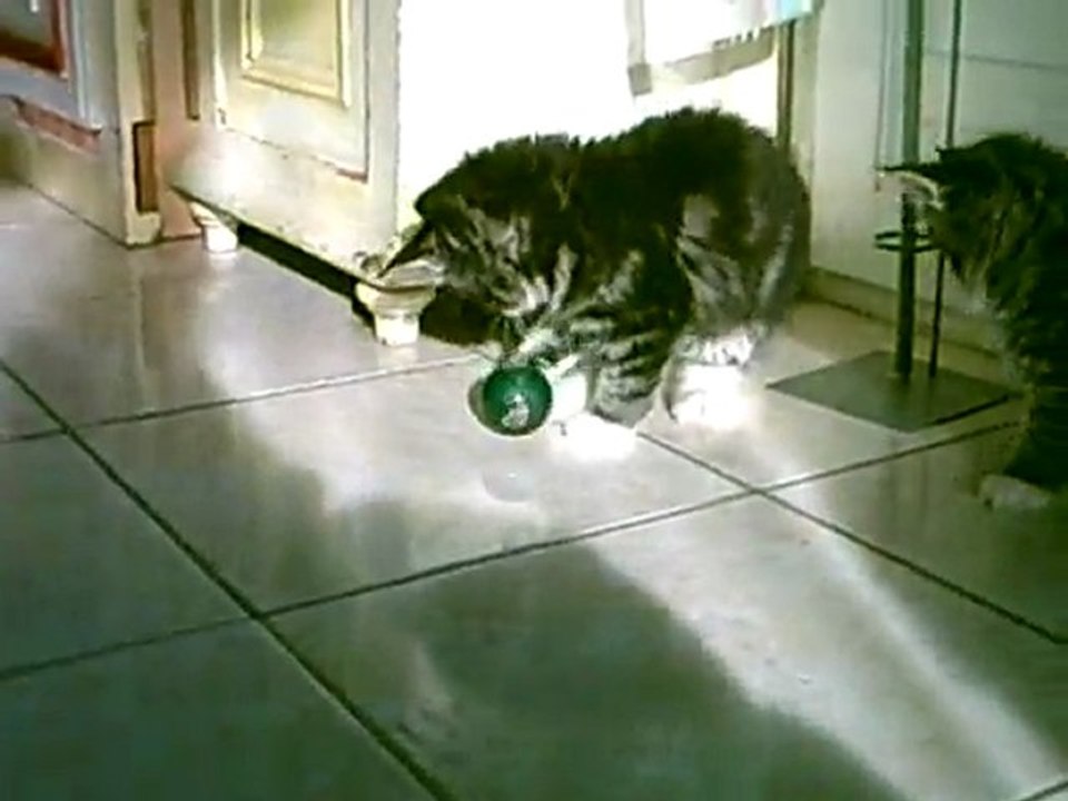 Chatons Norvégiens jouant à la balle
