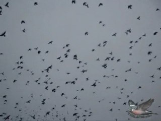 Paloma Torcaz en la Sierra San Pedro de Caceres 2010