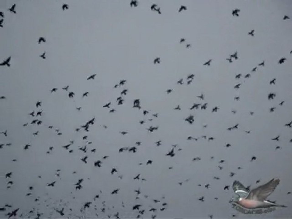 Paloma Torcaz en la Sierra San Pedro de Caceres 2010
