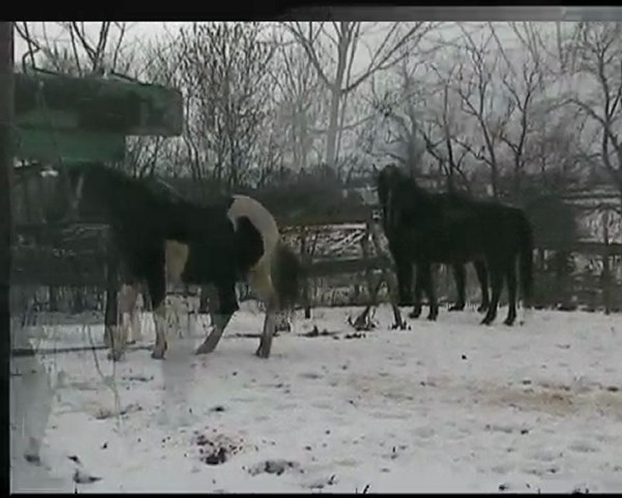chevaux au padok