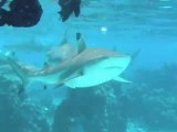Shark feeding à Moorea