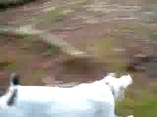 athéna saut détente caecs