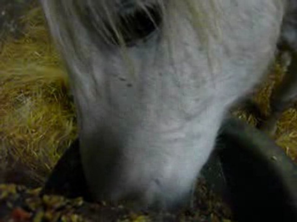 ferme 17janv10 060