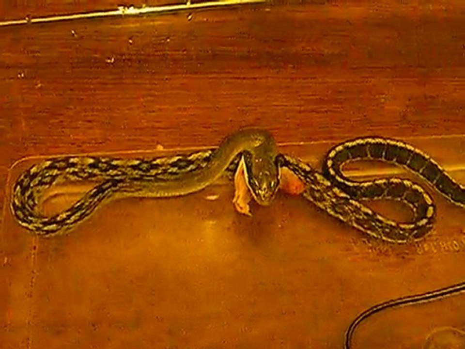 Elaphe taeniura bleu