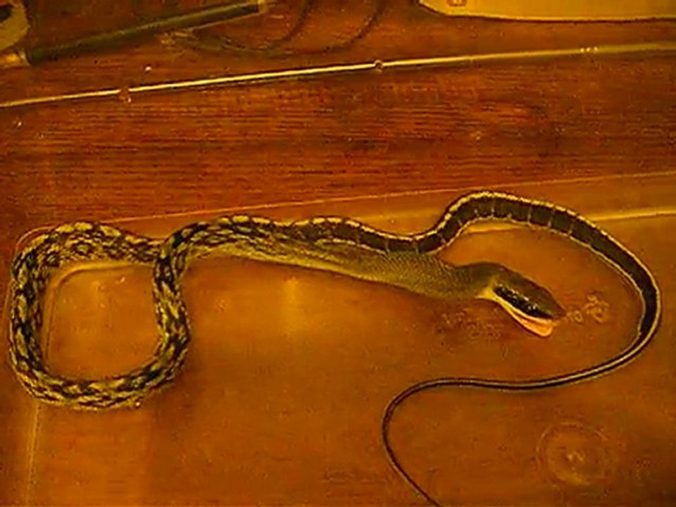 Elaphe taeniura bleu