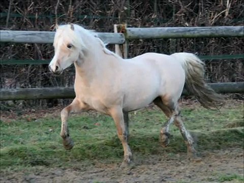 Frisia's Storm King étalon welsh A