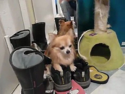 Dreamlover of Don Pancho, Chihuahua à poils longs