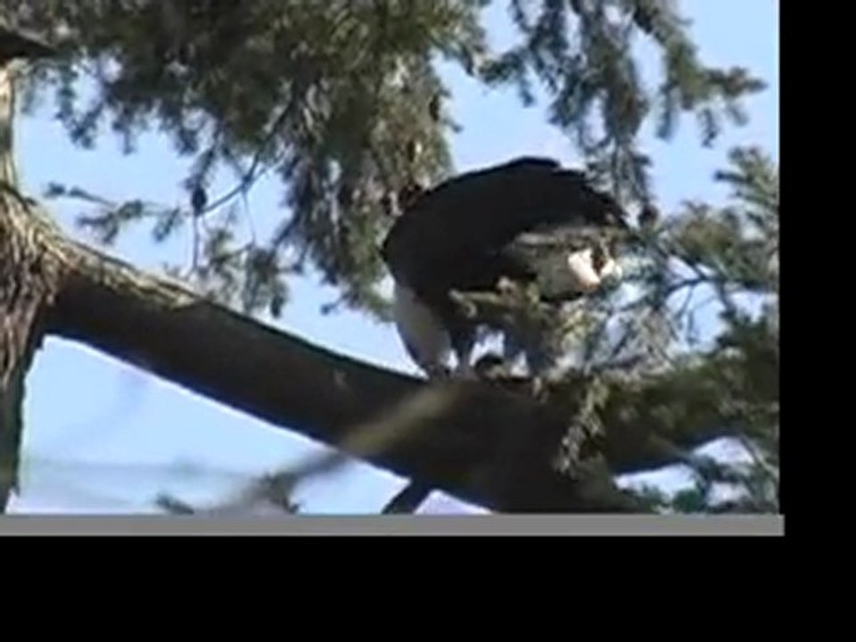 Bald Eagle Devours Crow