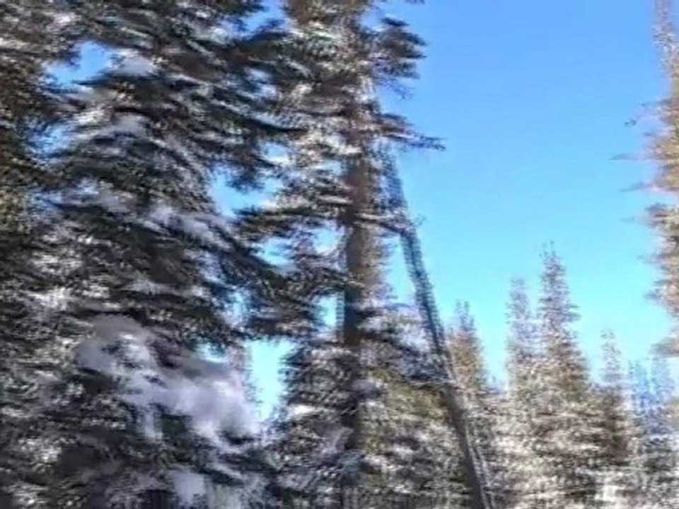 immersion 2009