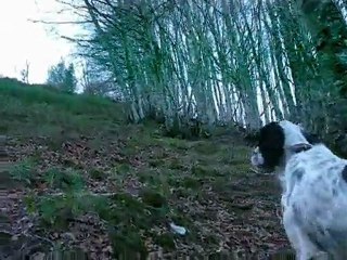 chasse de la bécasse à la montagne au Pays Basque