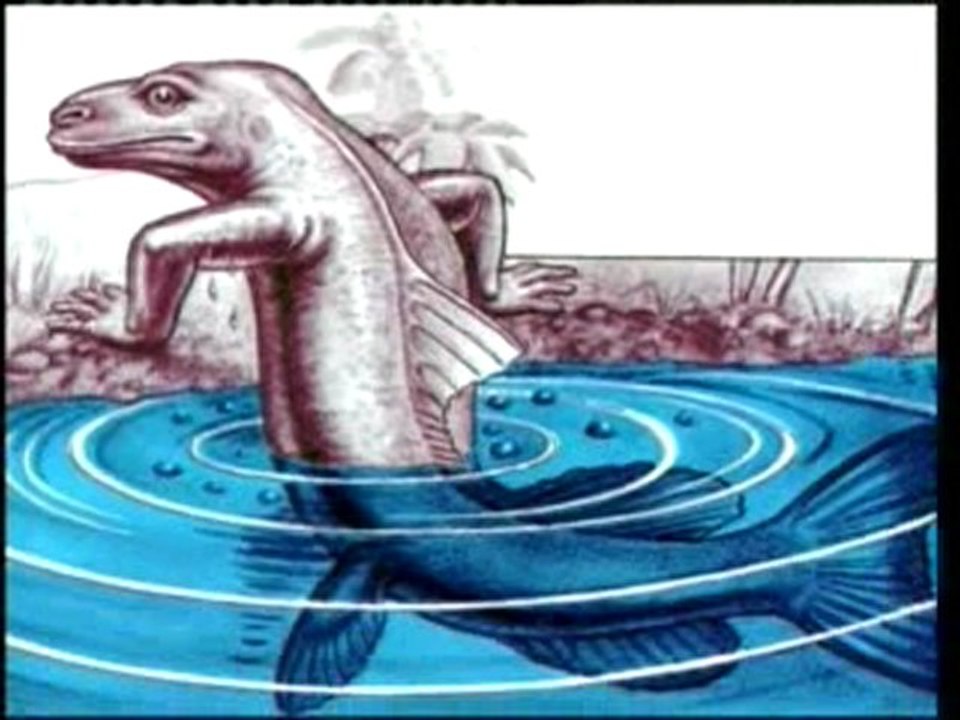 03_Harun Yahya - La Chute Du Darwinisme