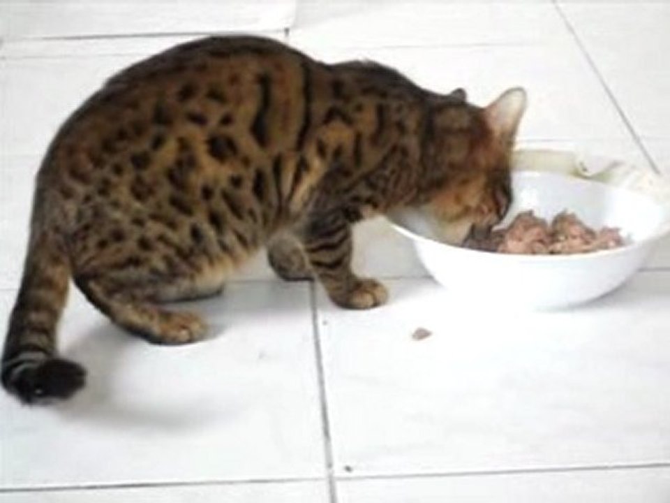 Bengal kedileri