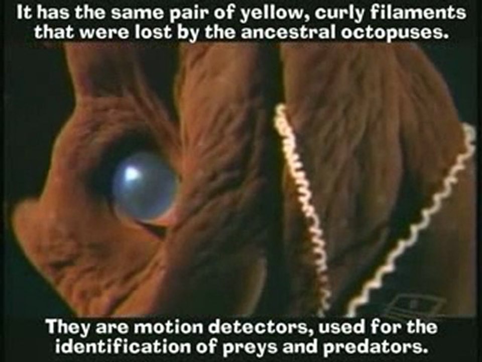 Vampire Squid from Hell