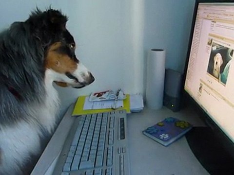 L'internaute Canin - Berger Australien -