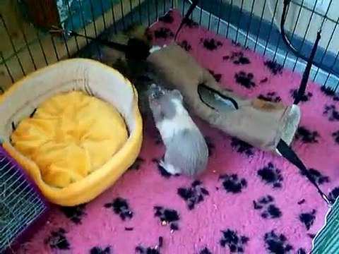 Les chons dans l'enclos 18 janvier 2010