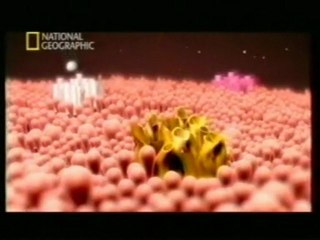 Sindrome de Brugada: Genetica y tratamiento (muerte subita)