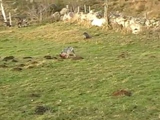 les griffons bleu  de didier à la pature