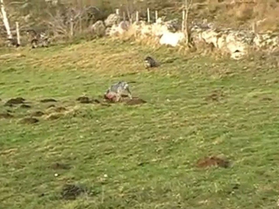 les griffons bleu  de didier à la pature