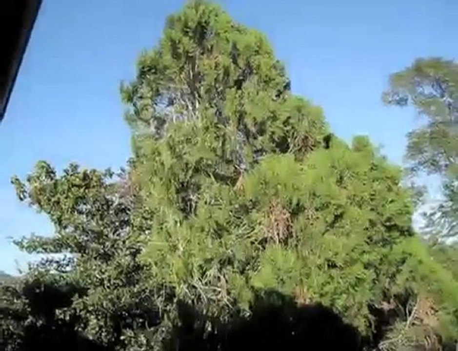 Toujours de mon jardin ... Oui l'espoir arrive enfin !