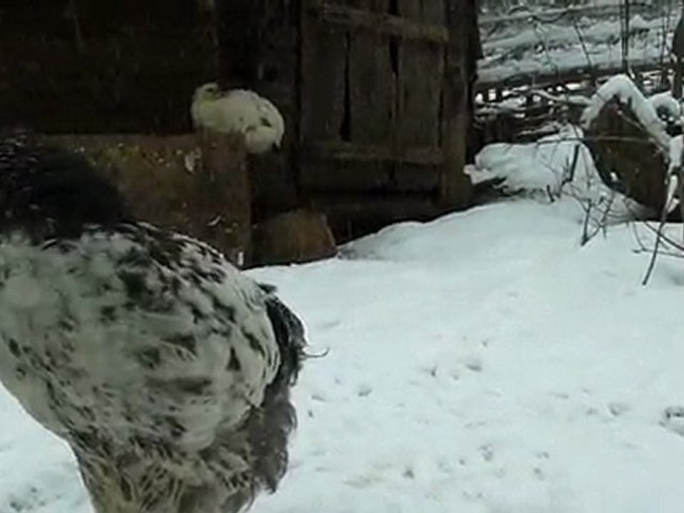 poule_bulgarie