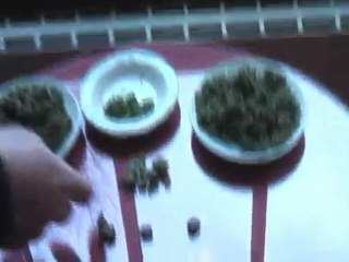 Some Cannabis Cup Samples...