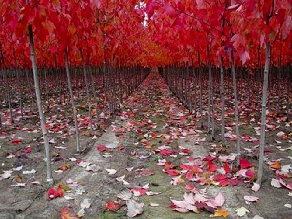 AHMET KAYA..Hiçbirşeyimsin..