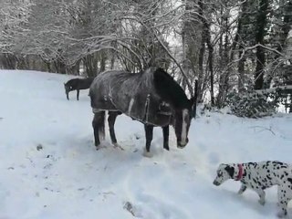 Zouzou et Vaughn dans la neige
