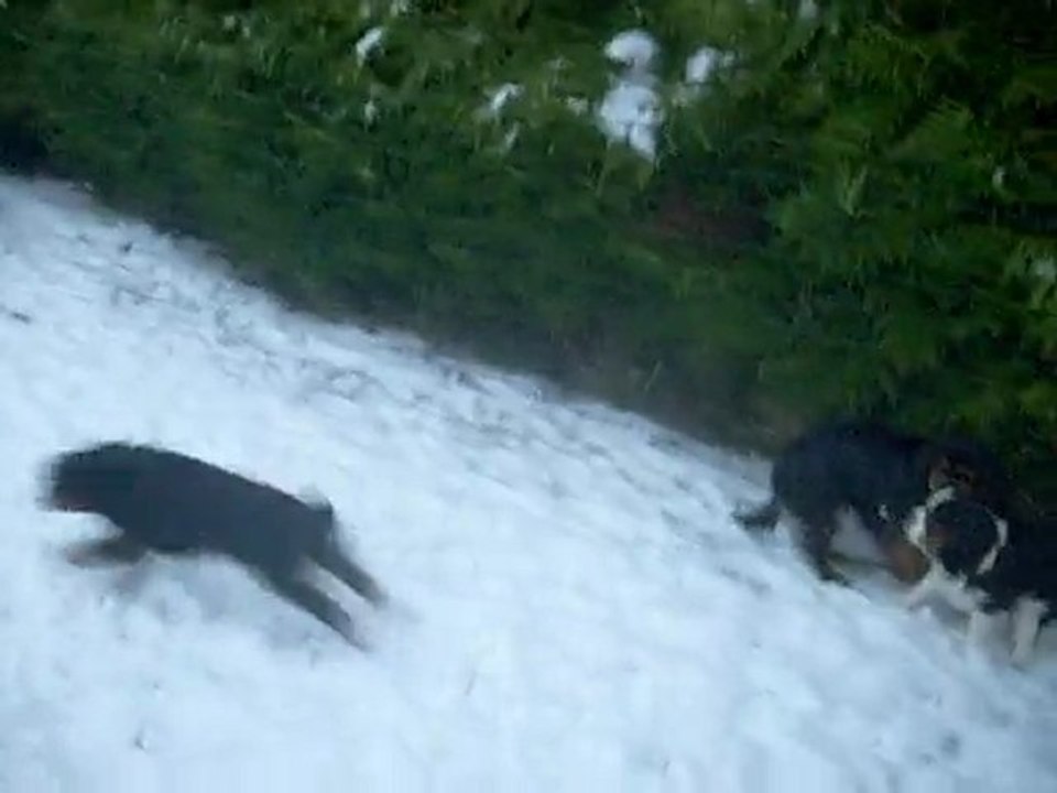 Cavalier King Charles de Sévijean's à la neige 2010