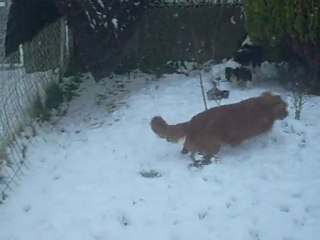 Cavalier King Charles Sévijean's