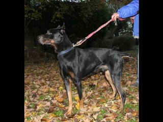 SOS pour BRUTUS mâle beauceron 7 ans spa Douai