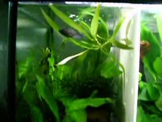 Betty Boop, Starlette et Pin-Up