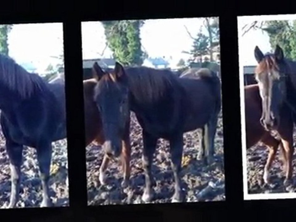 mon cheval