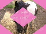 Pomponette, Une Ponette Superbe...