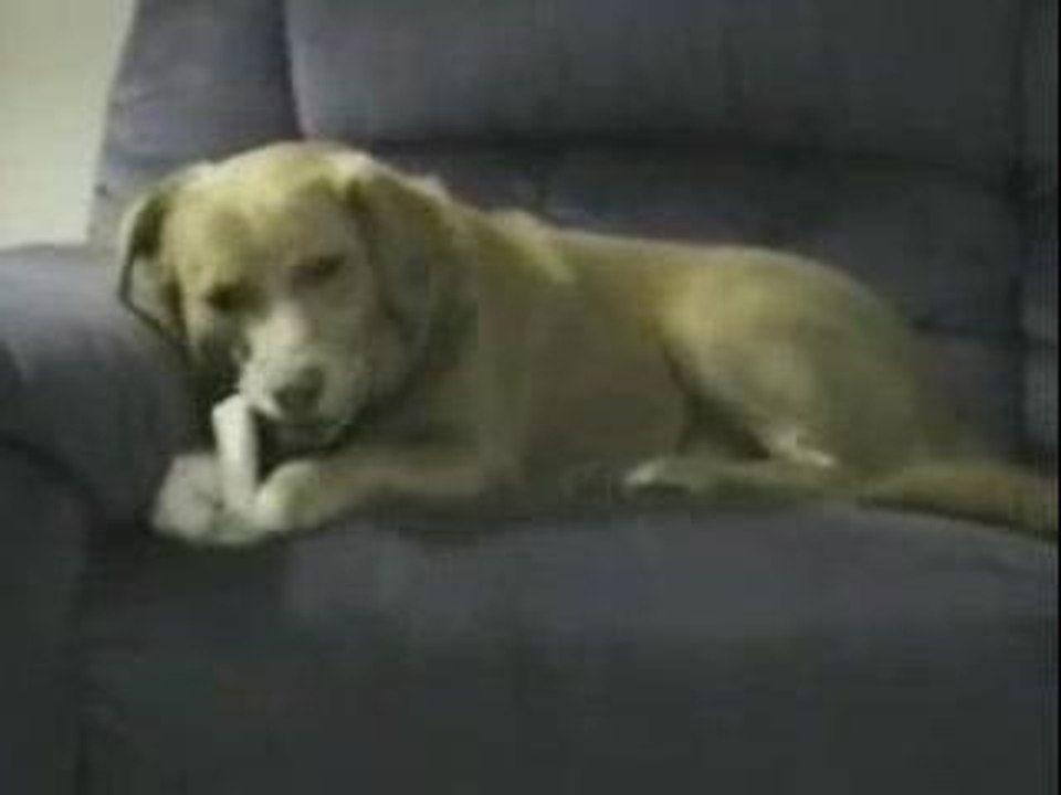 lechienlepluscon