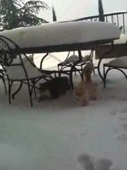 Les Chats Kiffent La Neige