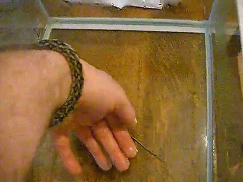 Elaphe taeniura bleu