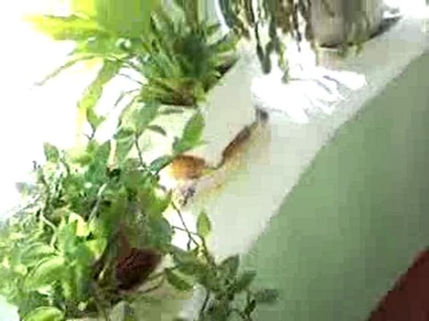 LIL SOF PARTY CITY at Home