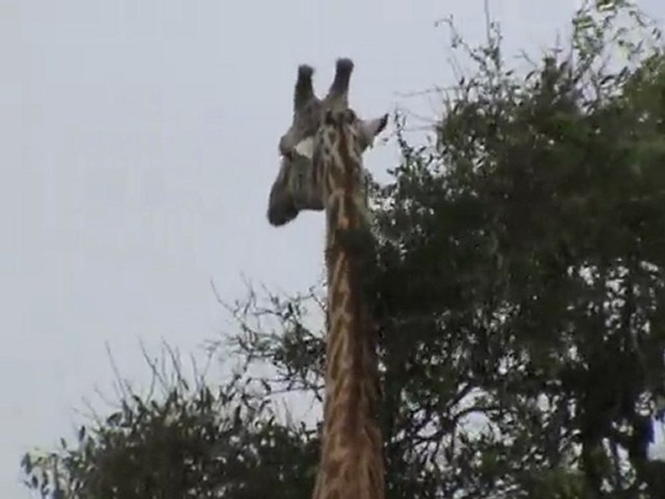 Une girafe se gratte