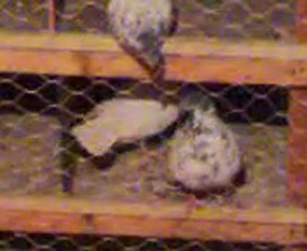 bursa oynar, tippler