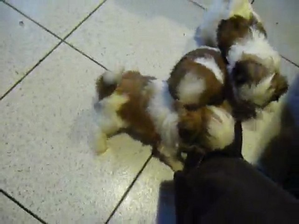 Jeux de chiots shih tzu à 6 semaines